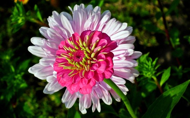 Free download Flowers Zinnia Garden -  free photo or picture to be edited with GIMP online image editor