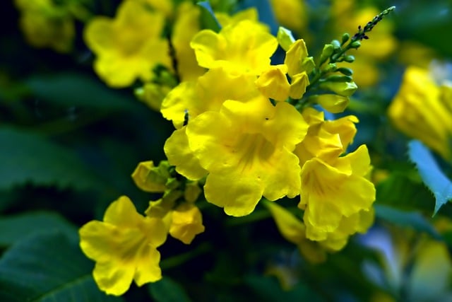 Free download flower tecoma stan yellow flower free picture to be edited with GIMP free online image editor
