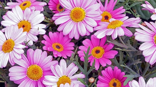 Free download flower template nature flora free picture to be edited with GIMP free online image editor