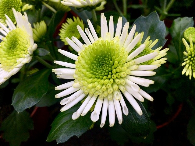 Скачать бесплатно Flower Tender Nature - бесплатное фото или изображение для редактирования с помощью онлайн-редактора изображений GIMP