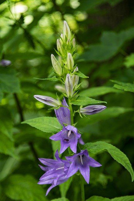 Flower The Bell Nature 무료 다운로드 - 무료 사진 또는 GIMP 온라인 이미지 편집기로 편집할 사진