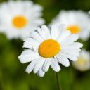 FLOWER THEME  screen for extension Chrome web store in OffiDocs Chromium