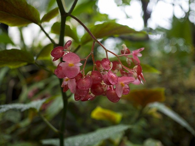 دانلود رایگان Flower The Orangery Nature - عکس یا تصویر رایگان قابل ویرایش با ویرایشگر تصویر آنلاین GIMP