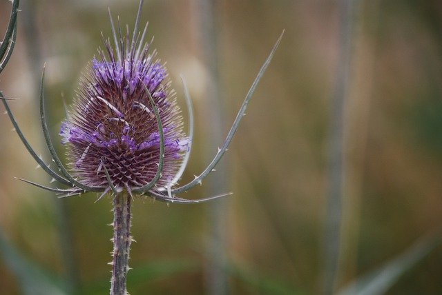 Free download Flower Thistle Plant -  free photo or picture to be edited with GIMP online image editor