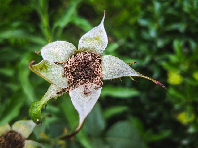 دانلود رایگان Flower Throne Nature - عکس یا تصویر رایگان قابل ویرایش با ویرایشگر تصویر آنلاین GIMP