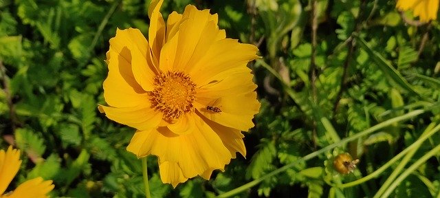 Download gratuito Flower Tickseed Yellow - foto o immagine gratuita da modificare con l'editor di immagini online GIMP
