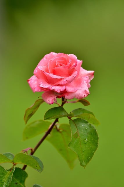 Free download flower to bloom sheets rod rain free picture to be edited with GIMP free online image editor