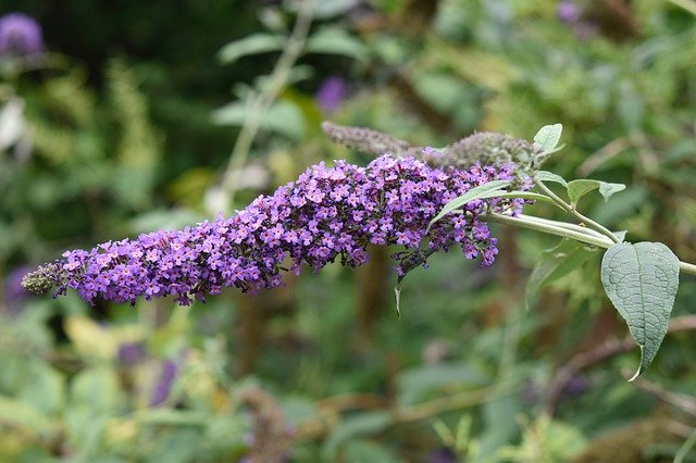 Free download Flower Tree Butterfly Shrub -  free photo or picture to be edited with GIMP online image editor