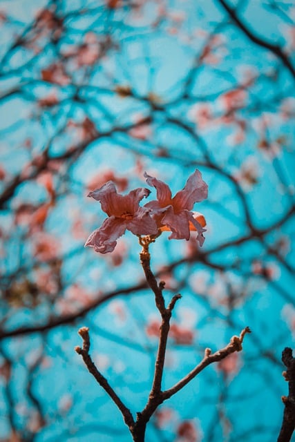 Free download flower tree nature sky bokeh free picture to be edited with GIMP free online image editor