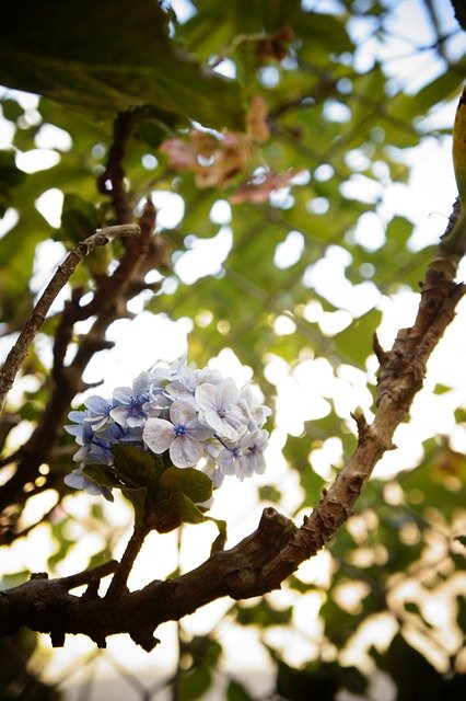 Téléchargement gratuit de Flower Tree Petals - photo ou image gratuite à éditer avec l'éditeur d'images en ligne GIMP