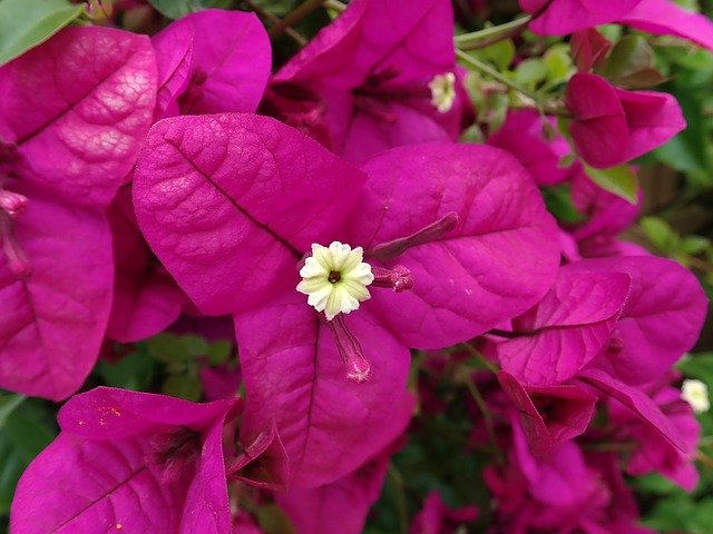 Free download Flower Tropical Bouganvillea -  free photo or picture to be edited with GIMP online image editor