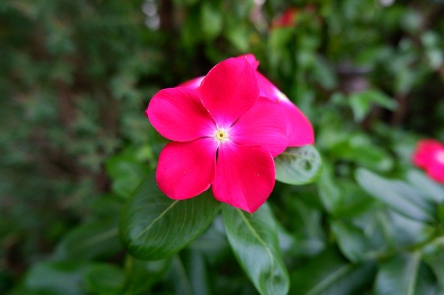 Muat turun percuma Flower Tropical Wayside - foto atau gambar percuma untuk diedit dengan editor imej dalam talian GIMP