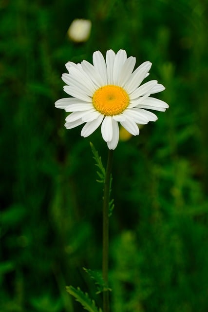 Free download flower true daisy daisies nature free picture to be edited with GIMP free online image editor