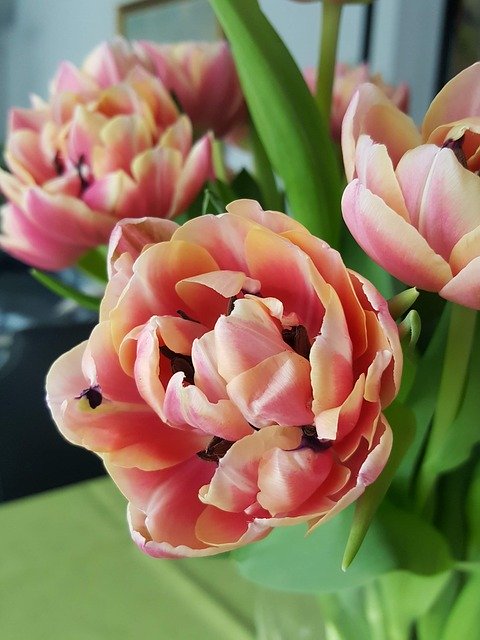 Free download Flower Tulip -  free photo or picture to be edited with GIMP online image editor