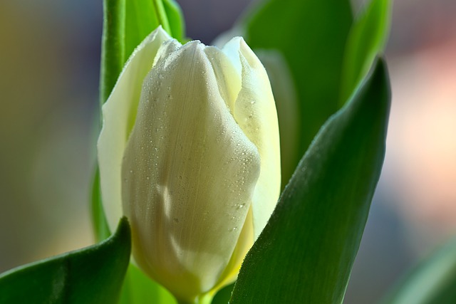 Free download flower tulip bloom blossom botany free picture to be edited with GIMP free online image editor