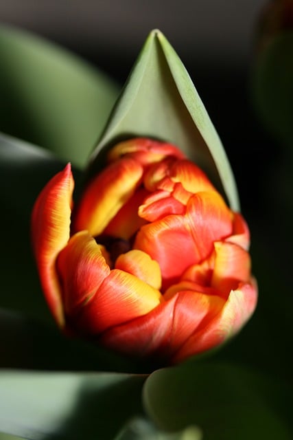 Free download flower tulip bloom blossom petals free picture to be edited with GIMP free online image editor