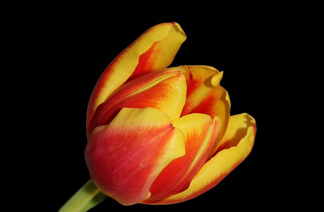 Free download flower tulip bloom flora blossom free picture to be edited with GIMP free online image editor