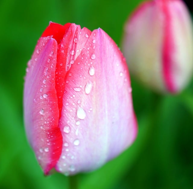 Unduh gratis gambar bunga tulip mekar kelopak bunga gratis untuk diedit dengan editor gambar online gratis GIMP