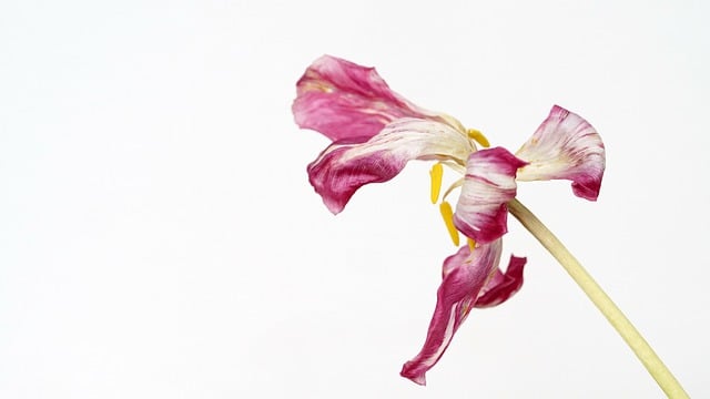 Free download flower tulip petals flower stem free picture to be edited with GIMP free online image editor