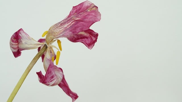 Free download flower tulip petals pink blossom free picture to be edited with GIMP free online image editor