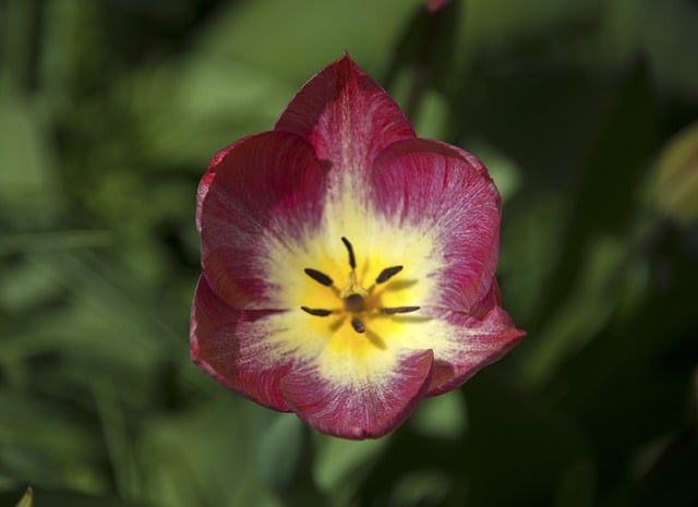 Free download flower tulip plant blossom bloom free picture to be edited with GIMP free online image editor
