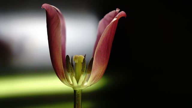 Free download flower tulip plants petals blossom free picture to be edited with GIMP free online image editor