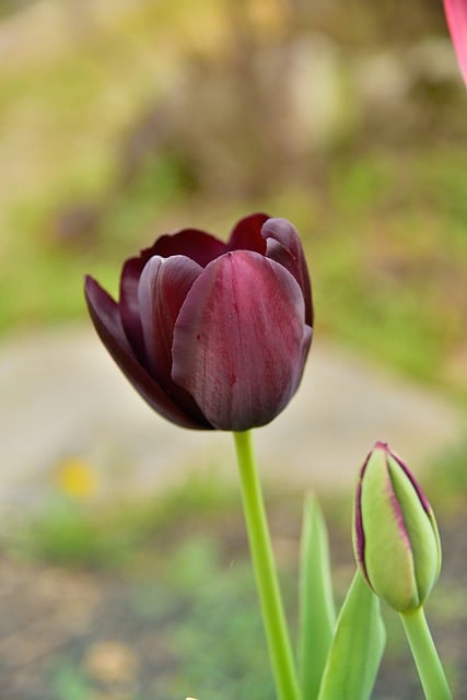Free download flower tulip purple tulip free picture to be edited with GIMP free online image editor