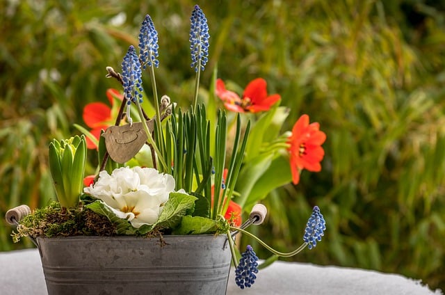 Free download flower tulips bamboo hyacinth free picture to be edited with GIMP free online image editor