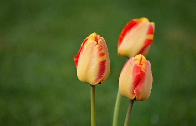 Free download flower tulips blooms spring flora free picture to be edited with GIMP free online image editor