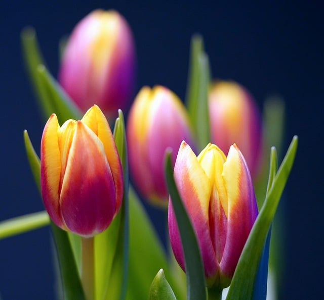 Free download flower tulips blossom bloom petals free picture to be edited with GIMP free online image editor