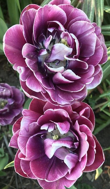 Free download Flower Tulips Nature -  free photo or picture to be edited with GIMP online image editor
