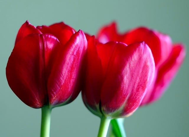 Free download flower tulips petals blossom bloom free picture to be edited with GIMP free online image editor