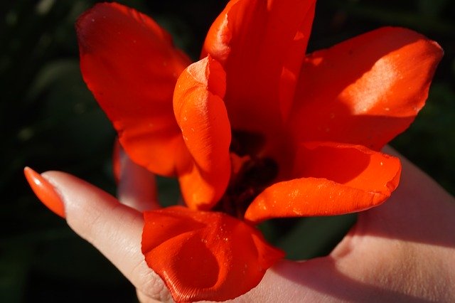 ดาวน์โหลดฟรี Flower Tulip Spring - ภาพถ่ายฟรีหรือรูปภาพที่จะแก้ไขด้วยโปรแกรมแก้ไขรูปภาพออนไลน์ GIMP