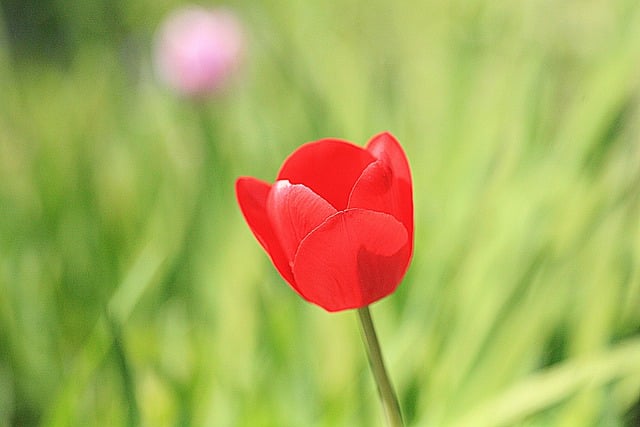 Free download flower tulip spring beauty nature free picture to be edited with GIMP free online image editor