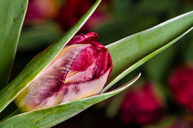 Free download flower tulip spring bloom blossom free picture to be edited with GIMP free online image editor