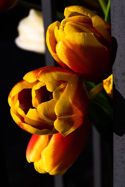 Free download flower tulip spring love free picture to be edited with GIMP free online image editor