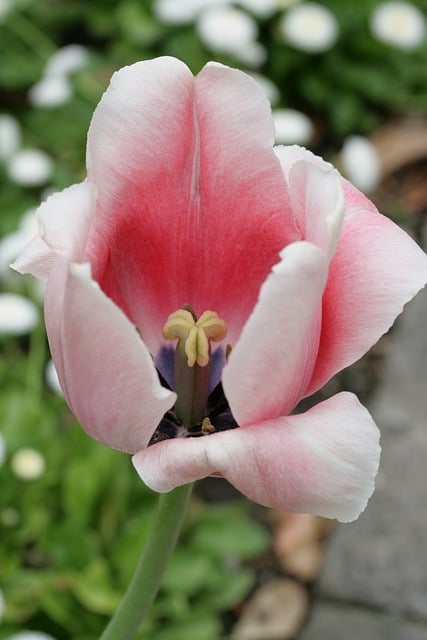 Free download flower tulip spring seasonal bloom free picture to be edited with GIMP free online image editor