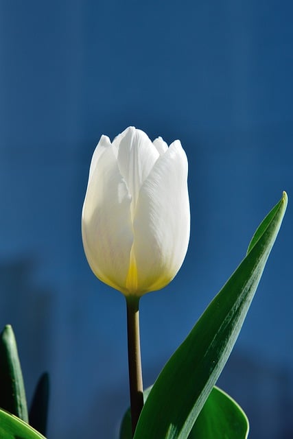 Download gratuito fiore tulipani asta piante natura immagine gratuita da modificare con l'editor di immagini online gratuito di GIMP