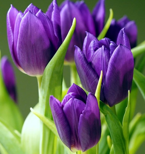 Free download flower tulips violet blossom bloom free picture to be edited with GIMP free online image editor