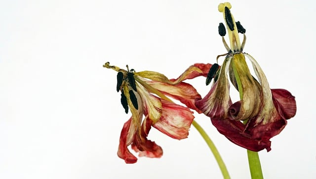 Free download flower tulips wilted dried up free picture to be edited with GIMP free online image editor