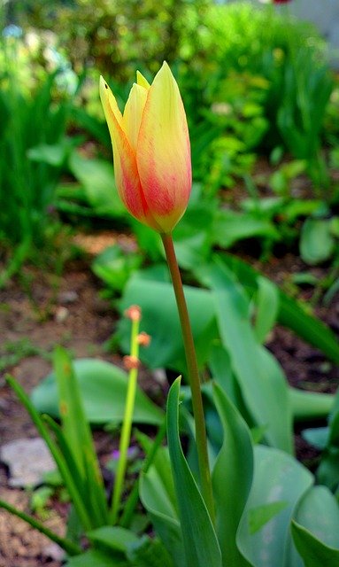 Скачать бесплатно Flower Tulip Tulips - бесплатное фото или изображение для редактирования с помощью онлайн-редактора изображений GIMP