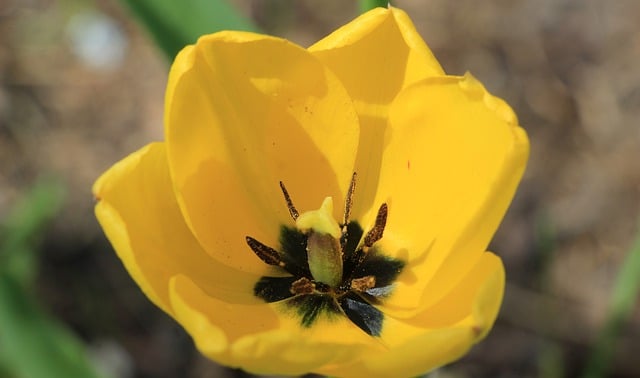 Free download flower tulip yellow spring free picture to be edited with GIMP free online image editor