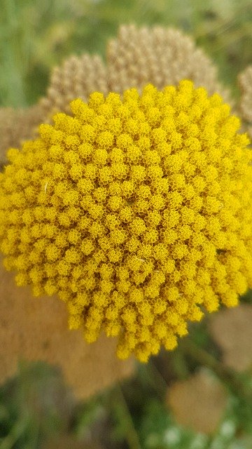 Free download Flower Umbel Yellow -  free photo or picture to be edited with GIMP online image editor