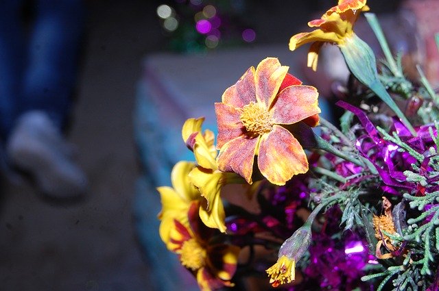 Free download Flower Uttarakhand Culture Of -  free photo or picture to be edited with GIMP online image editor