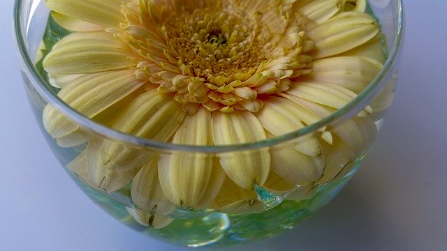 Скачать бесплатно Flower Vase Decoration - бесплатное фото или изображение для редактирования с помощью онлайн-редактора изображений GIMP