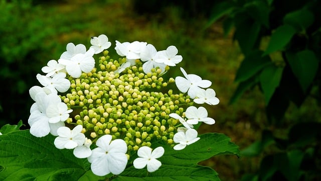 Free download flower viburnum macro nature bloom free picture to be edited with GIMP free online image editor