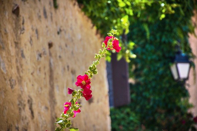 Free download Flower Vine Wayward -  free photo or picture to be edited with GIMP online image editor