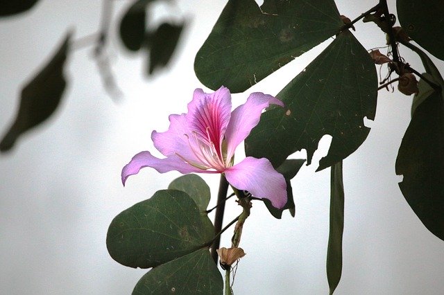 무료 다운로드 Flower Violet - 무료 사진 또는 김프 온라인 이미지 편집기로 편집할 수 있는 사진