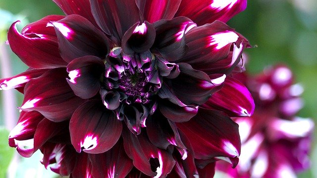 دانلود رایگان Flower Violet Blossom - عکس یا تصویر رایگان قابل ویرایش با ویرایشگر تصویر آنلاین GIMP