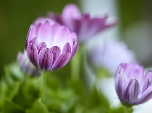 Free download flower violet blossom bloom flora free picture to be edited with GIMP free online image editor